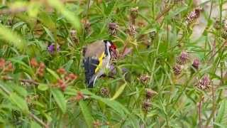 Goldfinch feeding on Common or Black Knapweed Seedheads [upl. by Amo]