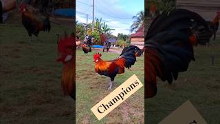 Cockfighting Champions Breeding the Best Fighters petpalsshowcase Cockfighting EliteCocks [upl. by Norrat]