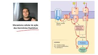 Histologia das Glândulas Endócrinas [upl. by Ydnih362]