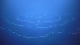 Stunning 47mlong siphonophore discovered off Australian coast [upl. by Manson132]