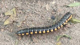 Millipede covered with Road dust 😱😨🐛millipedes millipede millipedetoy kenno worms keeda road [upl. by Aeriela]