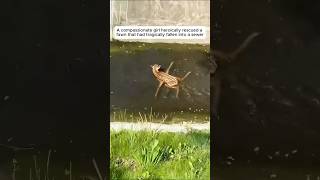 Kindhearted girl rescued a fawn falling into the sewer shorts [upl. by Eisserc476]