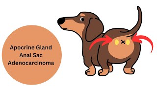 Canine Apocrine Gland Anal Sac Adenocarcinoma aka AGASACA [upl. by Ycnaffit]