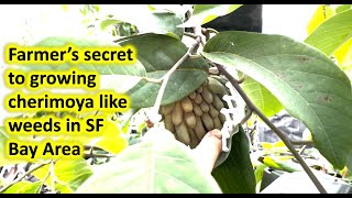 22 Cherimoya grows like weeds in SF BayArea secret farmers dont want people to know Jan182024 [upl. by Pega707]