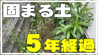 【カインズ】固まる土施工その後～5年目の現状確認・苔・ひび割れは？ [upl. by Soelch242]