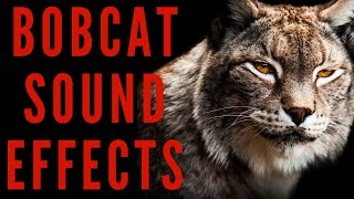 BOBCAT SOUND EFFECTS  Bobcat Sounds  maktubytv [upl. by Weed]