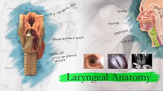 Introduction to Larynx Pharynx and Airway Anatomy [upl. by Anallise]