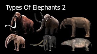 Types Of Elephants 2 [upl. by Modesty882]