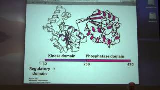 Aherns Biochemistry 24  Sugar Metabolism Regulation [upl. by Ical270]