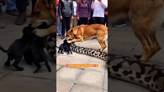 Brave doge🐕vs rock python⚕️ fight 💪🏻trending fight shorts youtubeshorts shortvideo [upl. by Thaddus]