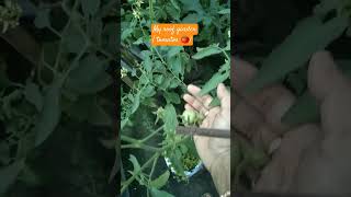 My roof garden ❤️natureslover viralshorts tomatoesgardeninglover support subscribe [upl. by Molahs]