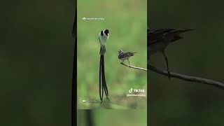 Hundreds of photographers at Pasir Ris field shoot Pintailed whydah midair mating dance [upl. by Nivra617]