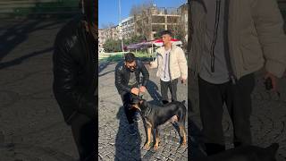 Devamı kanalda 🙏🏼❤️ köpek doberman dog dobermanlove [upl. by Nitsu431]