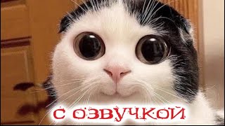 Приколы с котами Смешные коты  С ОЗВУЧКОЙ  Самые смешные животные [upl. by Kimble]