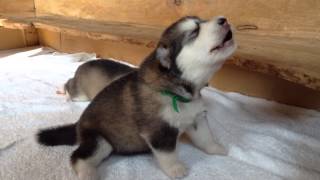 Baby wolf is learning to howl [upl. by Buffo727]