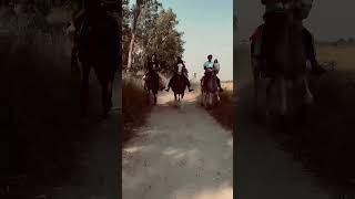 🤙🏼❤️‍🔥❤️‍🔥…horselover horseriding trending viralvideo [upl. by Dayna]