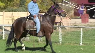 Cochiti Paso Peruano gelding Peruvian Paso [upl. by Amaj]