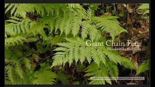 Giant Chain Fern Woodwardia fimbriata [upl. by Neyuh557]