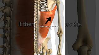 The Latissimus Dorsi Muscle [upl. by Nilved861]