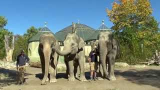 ElefantenVorstellung im Tierpark Hellabrunn München [upl. by Klinger74]