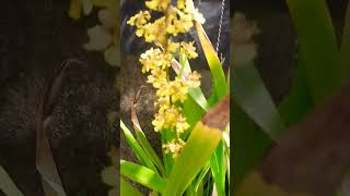 ONCIDIUM SPHACELATUM [upl. by Nodarb613]