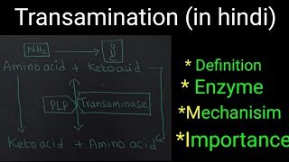 Transamination in hindi Definition  Mechanism  Clinical significance  Importance  Examples [upl. by Tiras]