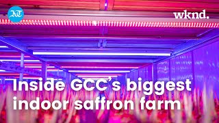 Inside GCC’s biggest indoor saffron farm [upl. by Idel390]