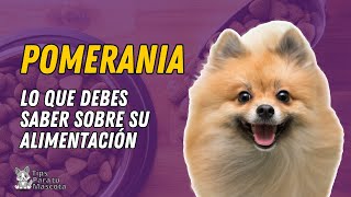 🐾🐶ALIMENTACIÓN POMERANIA [upl. by Jamille]