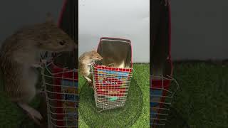 best home mouse trapmouse trap tips [upl. by Tooley]