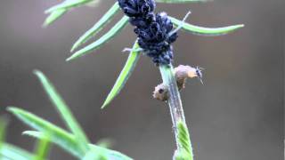 Hoverfly larva eating an aphid [upl. by Marduk631]