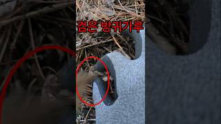 방귀쟁이 When you touch It Geastrum TriplexMuffler Fart Mushroom Crack a Fart [upl. by Elish777]