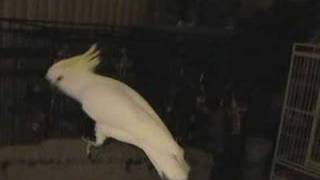 Snowball TM  Our Dancing Cockatoo [upl. by Robinson]