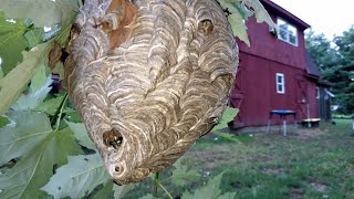 Bald Faced Hornet Nest RELOCATION Update on Window Nest Relocation Yellow Jackets [upl. by Bowden955]