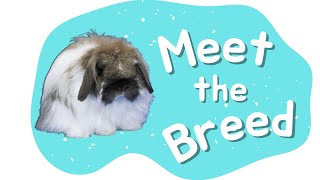 American Fuzzy Lop Rabbit  Meet the Breed  Episode 3 [upl. by Arba]