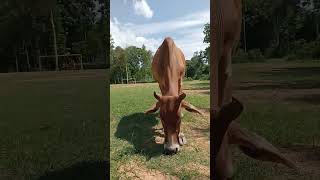 The Process of Feeding Cows in the Field From Grass to Digestion [upl. by Jeannette]