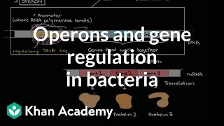 Operons and gene regulation in bacteria [upl. by Deana]