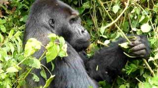 Silverback Gorilla Eating in DRC [upl. by Wirth]