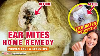 Ear Mites Home Remedy Paano Gamutin Ang Ear Mites ng Pusa Proven Fast and Effective [upl. by Honeywell]