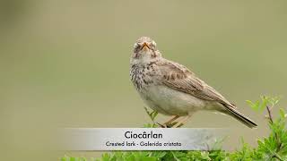 Ciocârlan  Crested lark  Galerida cristata [upl. by Orose]