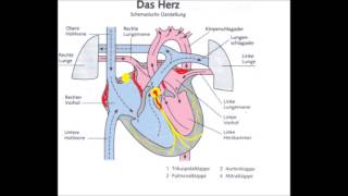 Reizleitungssystem Herz  kurz [upl. by Peale]