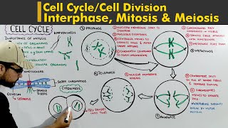 Cell Cycle or Cell division complete lecture Interphase Mitosis and Meiosis [upl. by Nafri]