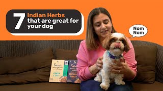 Indian Herbs that are great for your Dogs health [upl. by Marden430]