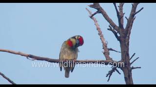 Metronomic call of Coppersmith Barbet Bird Calls [upl. by Harcourt781]