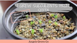 How to Grow Succulents From Seeds🌵  Angels Grove Co [upl. by Johnathan360]