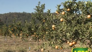 Producción de cítricos jugos y esencias en Jujuy 575 20140809 [upl. by Emmott]