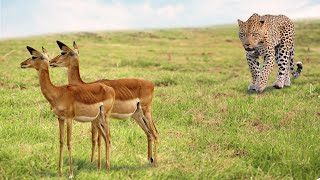 Un Léopard Attaque Un Troupeau Dantilopes  Des Combats Danimaux Rares Filmés Par La Caméra [upl. by Kceb641]