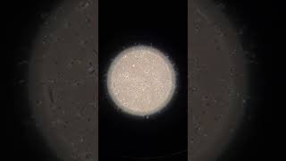 Inside the Lab Sperm Under the Microscope EmbryologyInsights [upl. by Ahtnamas]