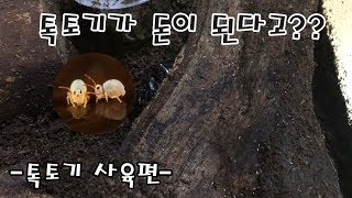 톡토기가 돈이 된다고 톡토기사육법 Culturing Springtails [upl. by Errot]