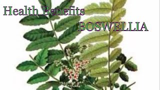 Health Benefits of Boswellia  What Is Boswellia Used For [upl. by Etiragram]