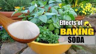 Effects of Sodium Bicarbonate Baking Soda On Your Garden Plants [upl. by Mcgean]